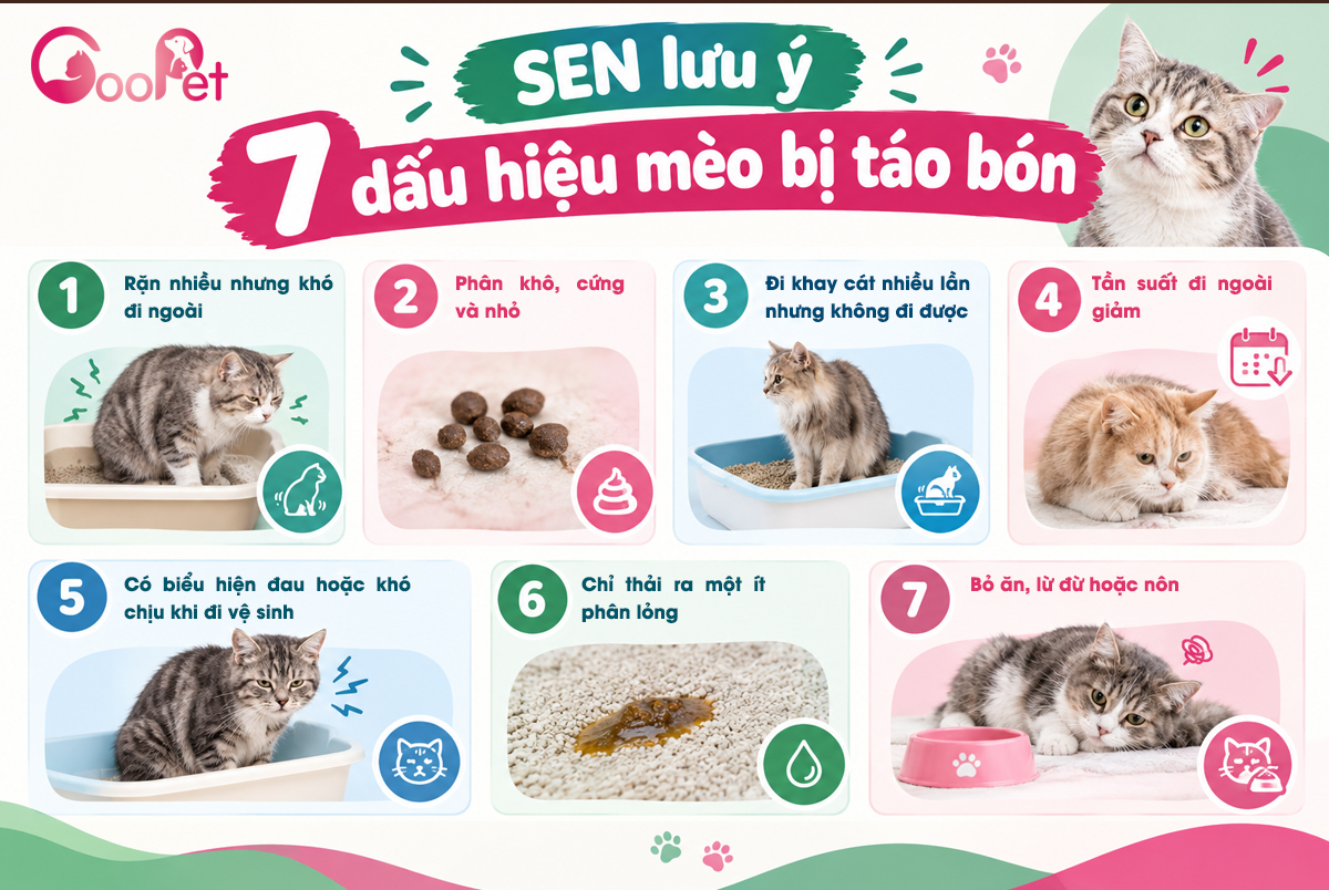 7 dấu hiệu mèo bị táo bón - SEN tham khảo