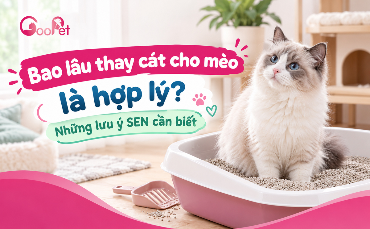 Bao lâu thay cát cho mèo là hợp lý? Những lưu ý SEN cần biết
