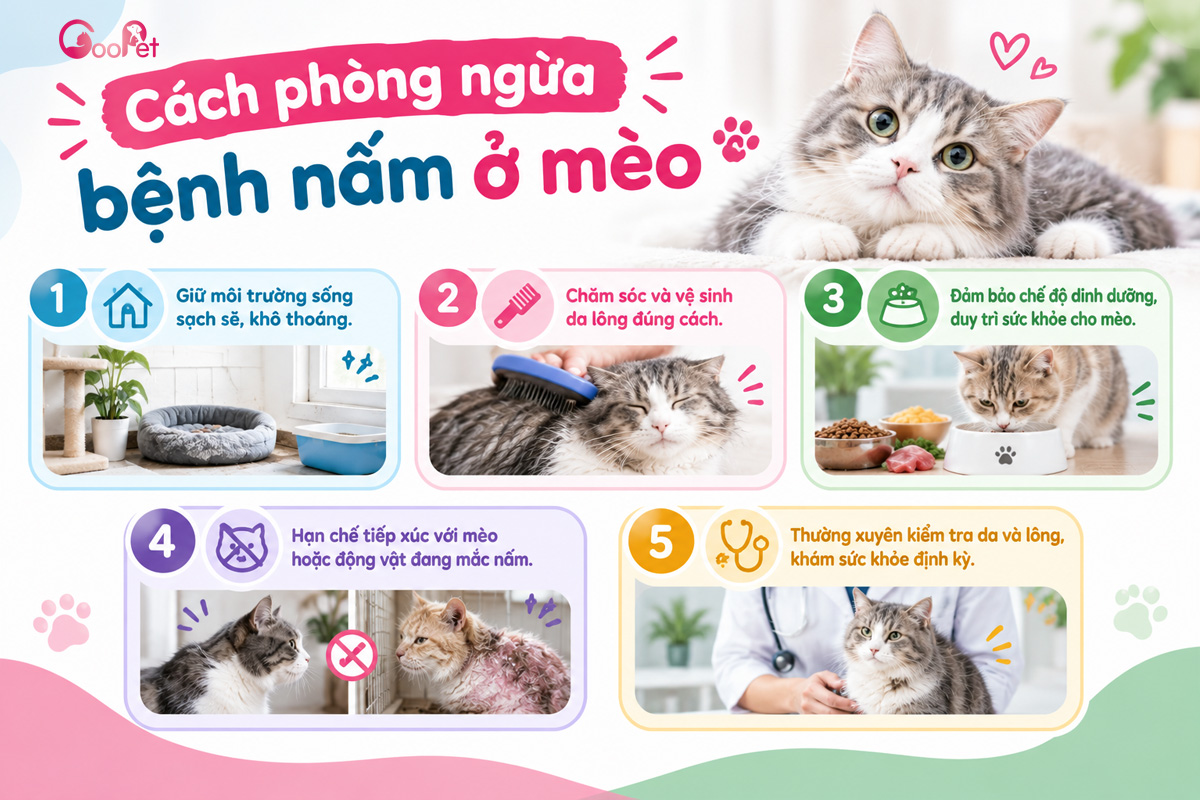 Cách phòng ngừa bệnh nấm ở mèo