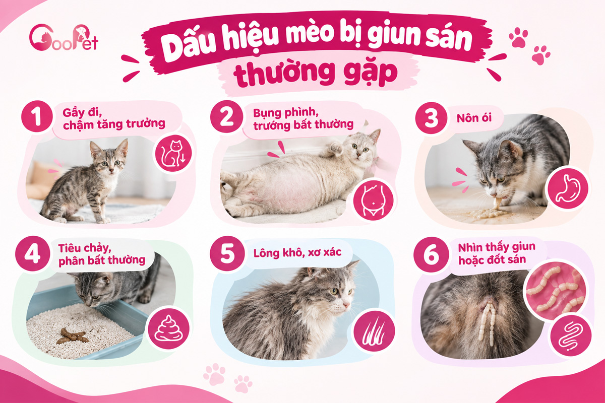 Những dấu hiệu mèo bị giun sán thường gặp