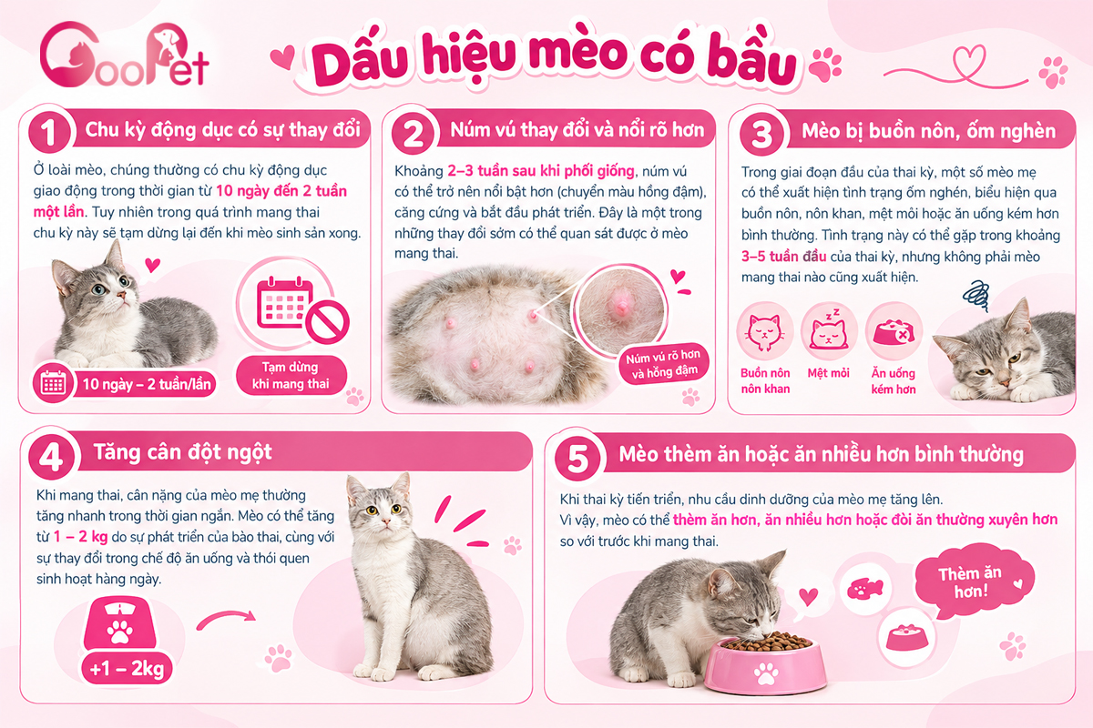 10 Dấu hiệu mèo có bầu