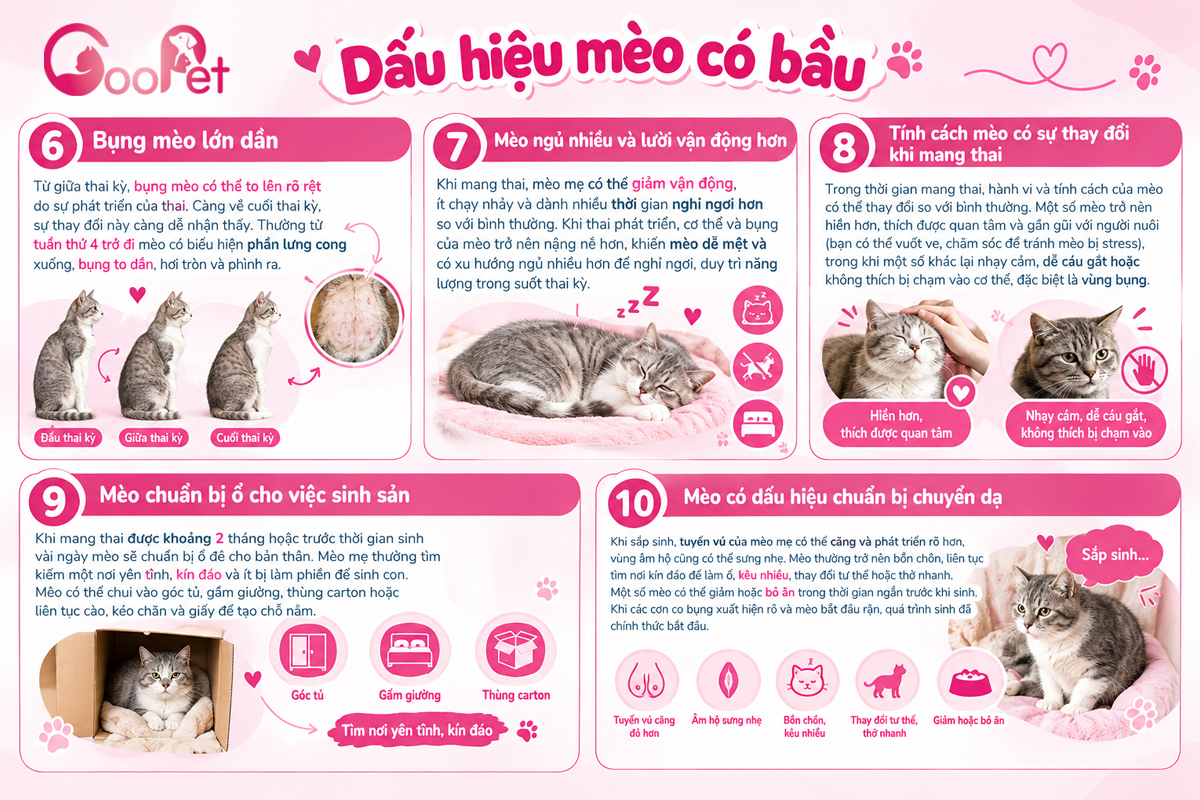 Dấu hiệu mèo có bầu
