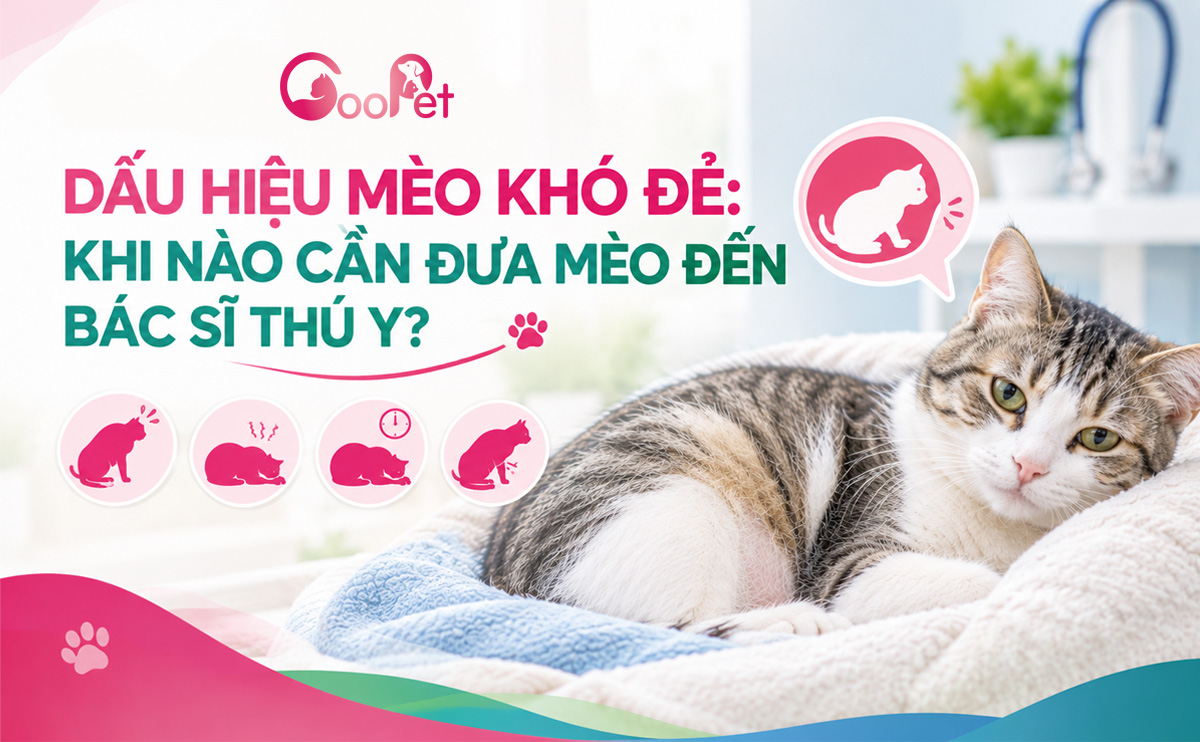 Dấu hiệu mèo khó đẻ: Khi nào cần đưa mèo đến bác sĩ thú y?