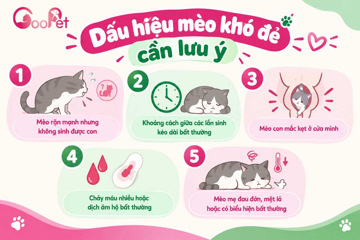 Dấu hiệu mèo khó đẻ cần lưu ý