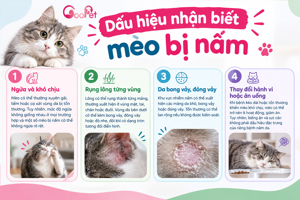 Dấu hiệu nhận biết mèo bị nấm