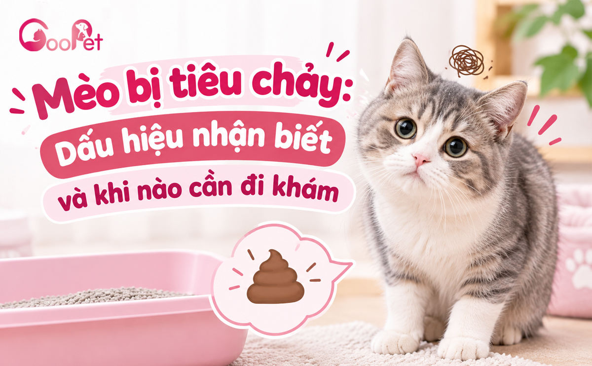 Dấu hiệu mèo bị tiêu chảy