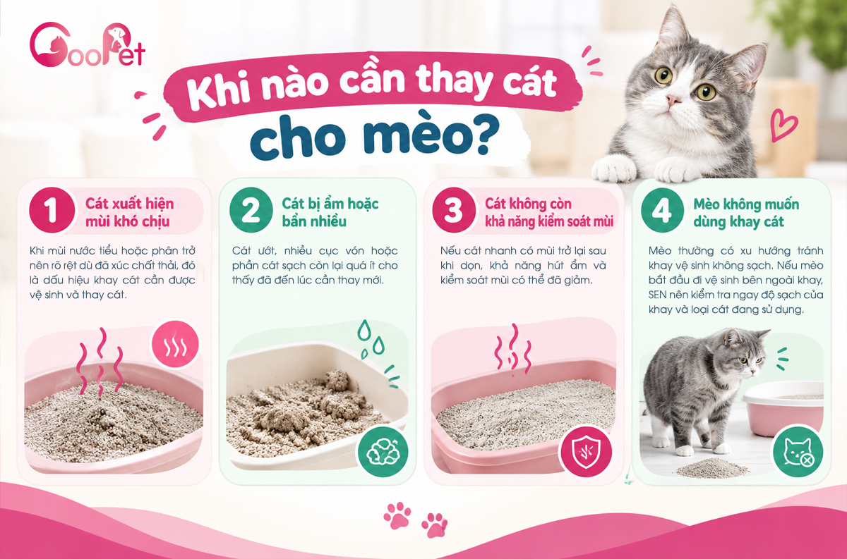 Khi nào cần thay cát cho mèo?