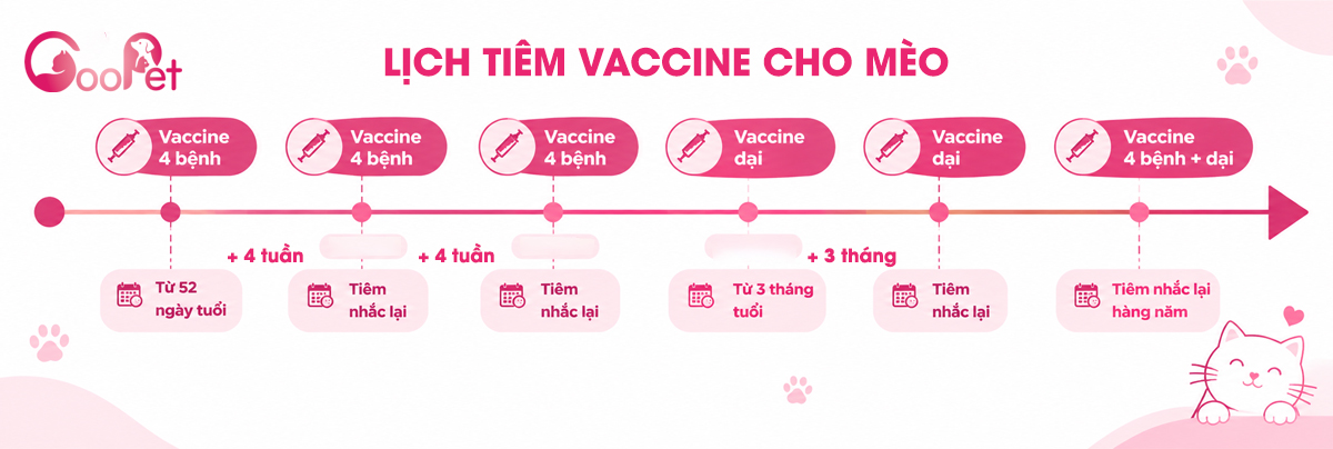 Lịch tiêm vaccine cho mèo