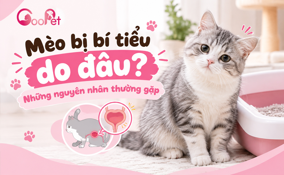 Mèo bị bí tiểu do đâu, những nguyên nhân thường gặp