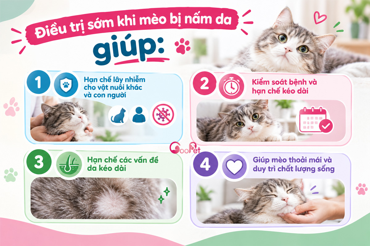 Mèo bị nấm vì sao phải điều trị sớm