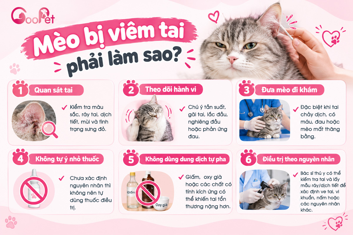 Mèo bị viêm tai phải làm sao?