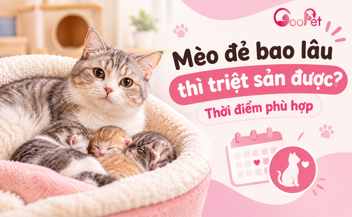 Mèo đẻ bao lâu thì triệt sản được?