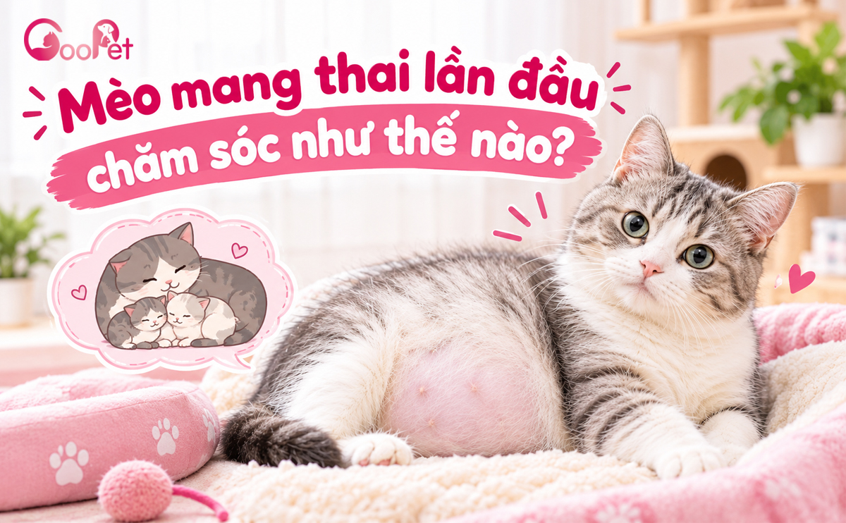 Mèo mang thai lần đầu chăm sóc như thế nào?