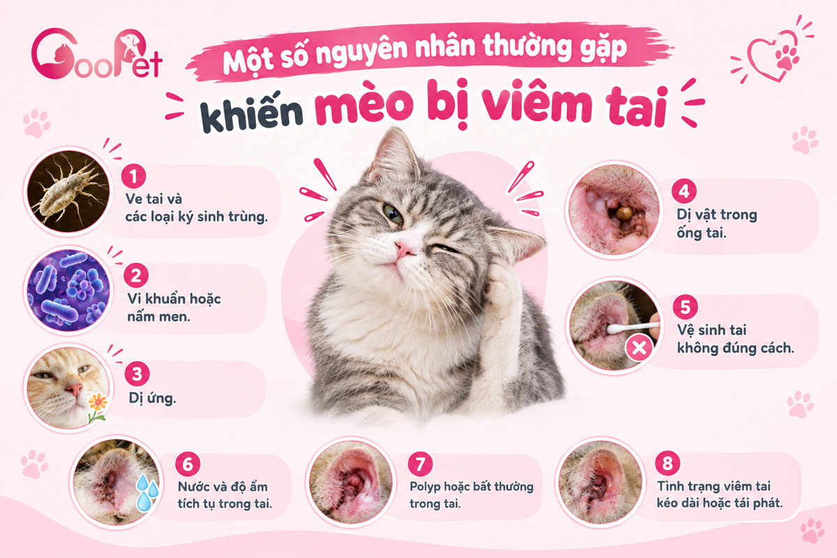 Nguyên nhân thường gặp khiến mèo bị viêm tai