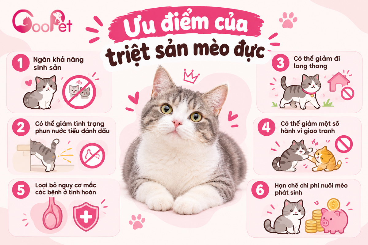 Ưu điểm triệt sản cho mèo đực