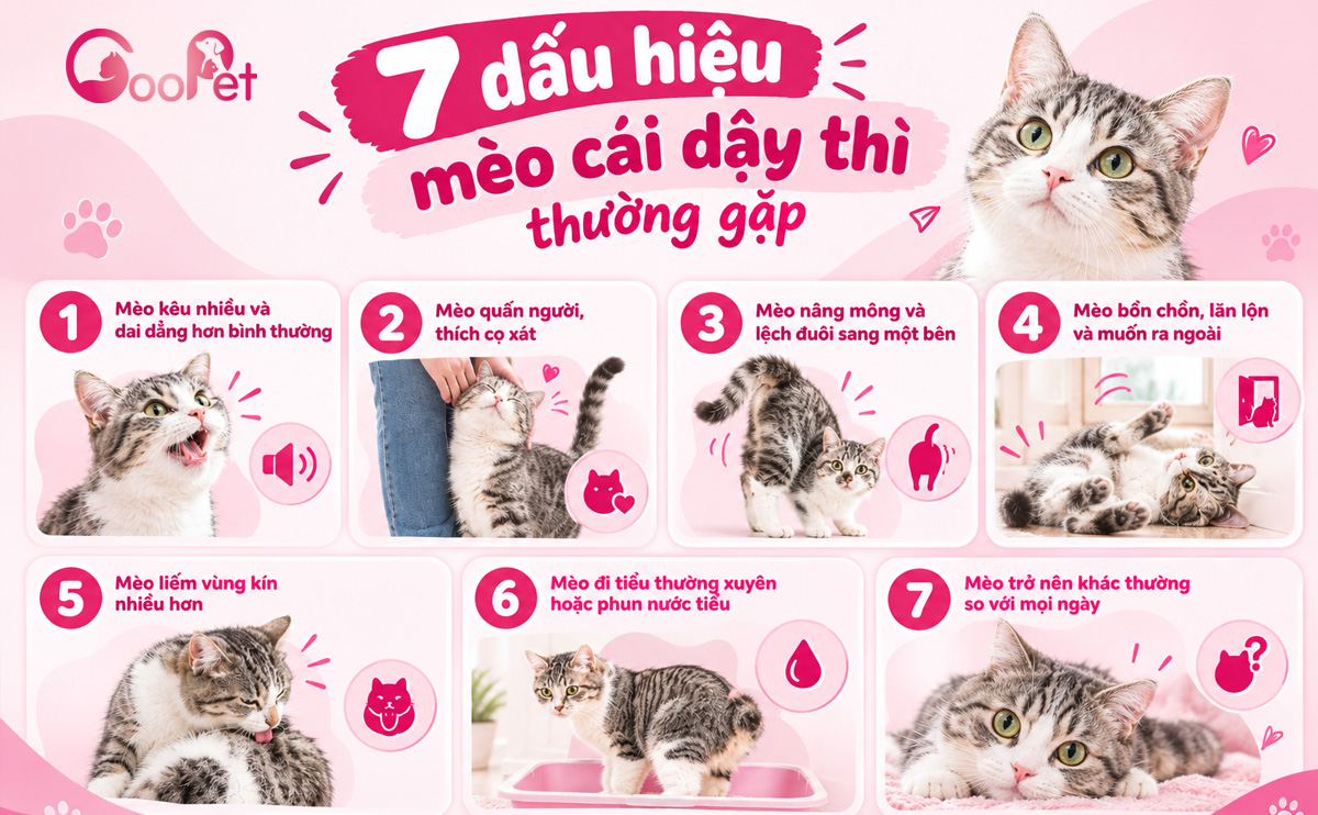 7 dấu hiệu mèo cái dậy thì thường gặp