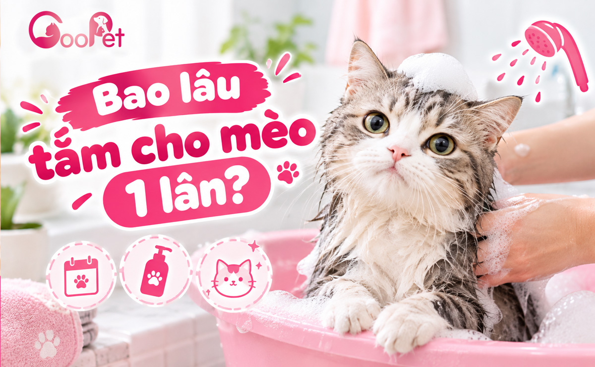 Bao lâu tắm cho mèo 1 lần?