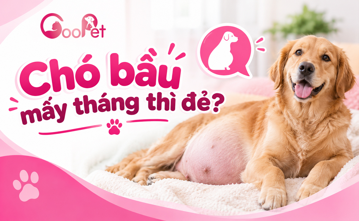 Chó bầu mấy tháng thì đẻ