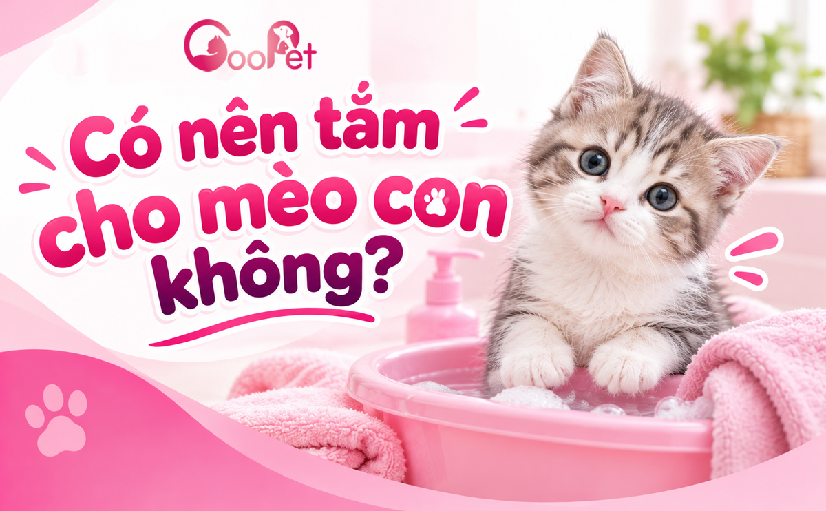 Có nên tắm cho mèo con không?
