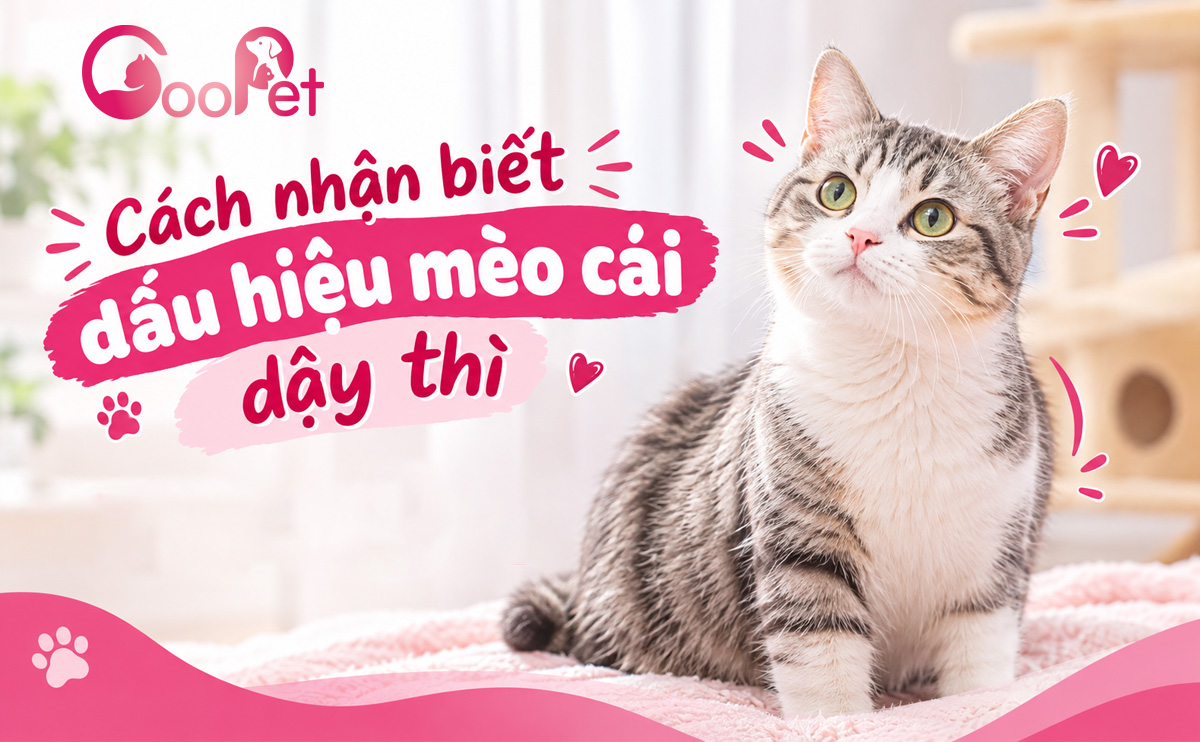 Cách nhận biết dấu hiệu mèo cái dậy thì