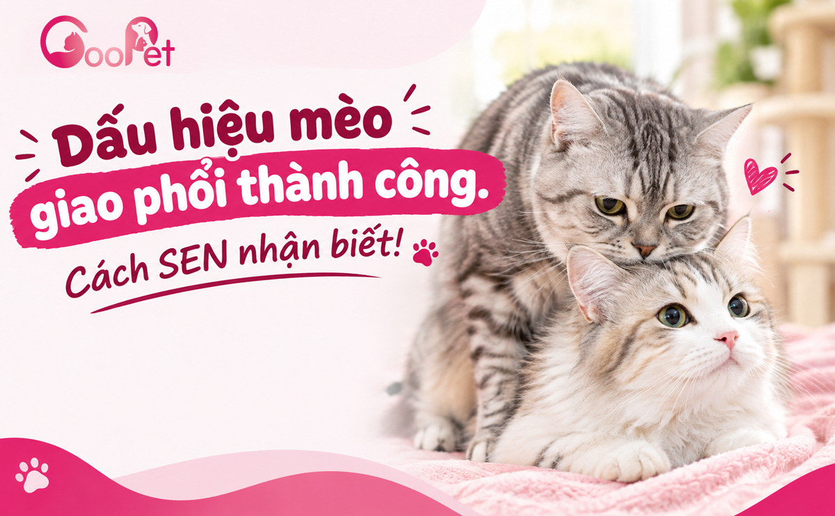 Dấu hiệu mèo giao phối thành công