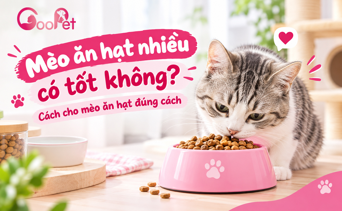 Mèo ăn hạt nhiều có tốt không? Cách cho mèo ăn hạt đúng cách