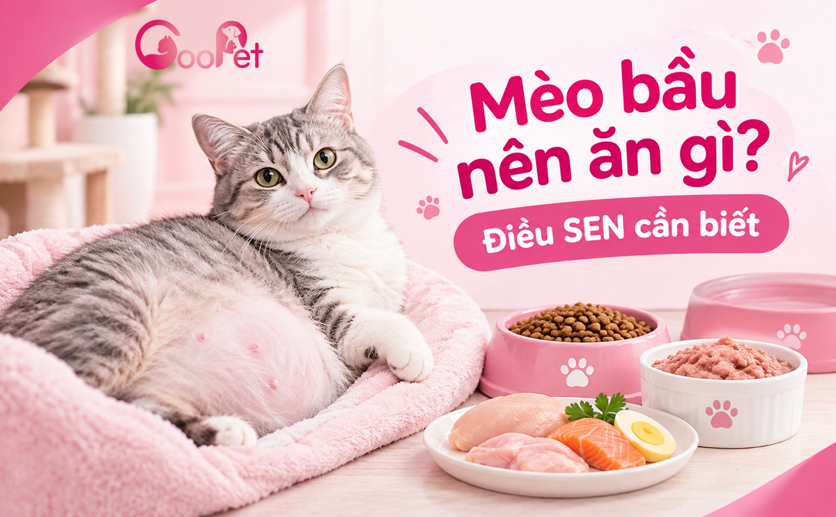Mèo bầu nên ăn gì?
