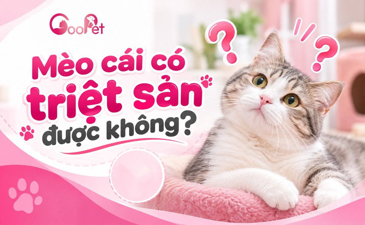 Mèo cái có triệt sản được không?