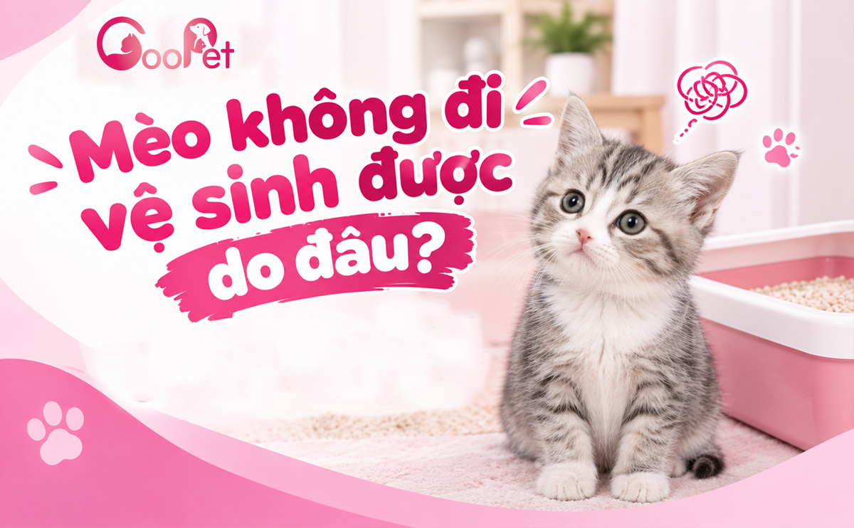 Mèo không đi vệ sinh được do đâu?