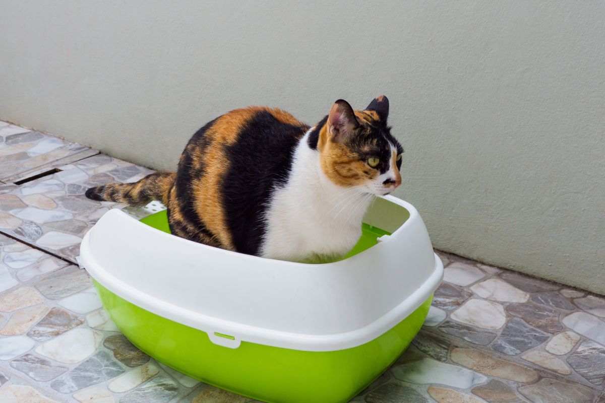 Mèo không đi vệ sinh được